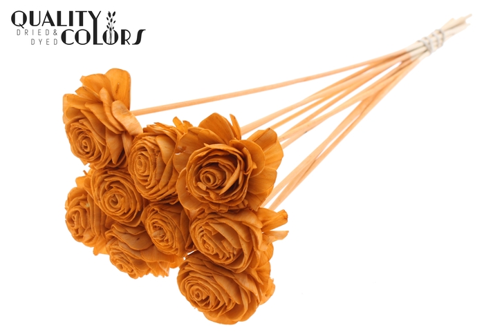 Shola Beauty Rose 6cm on stem Terracotta