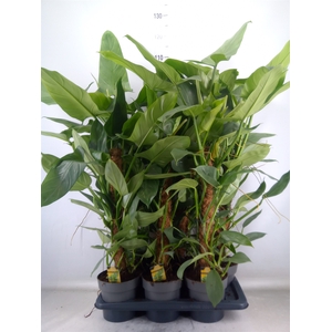 Philodendron  'Silver Queen'