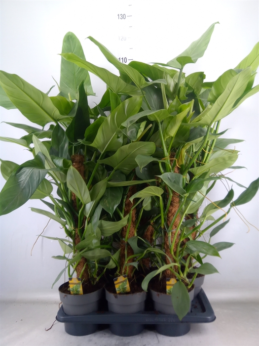 <h4>Philodendron  'Silver Queen'</h4>