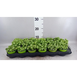 Sedum burrito