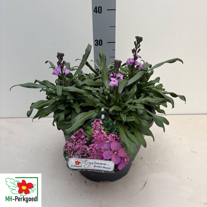 <h4>ERYS BOWLES MAUVE</h4>