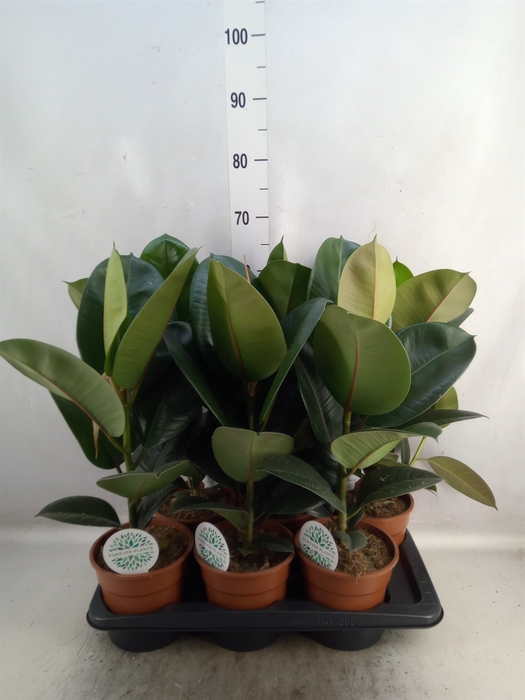 <h4>Ficus elastica 'Robusta'</h4>