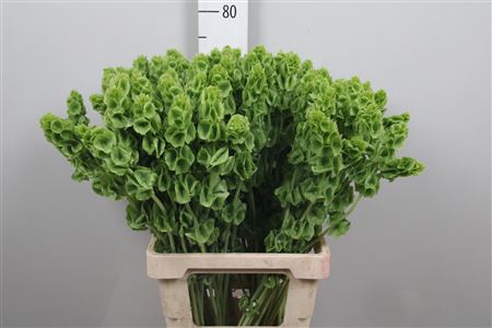 <h4>Moluccella Stuk</h4>