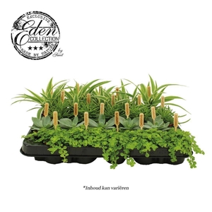 Greenplants Mixtray P5.5
