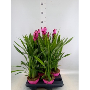 Curcuma alism. 'Siam Splash'