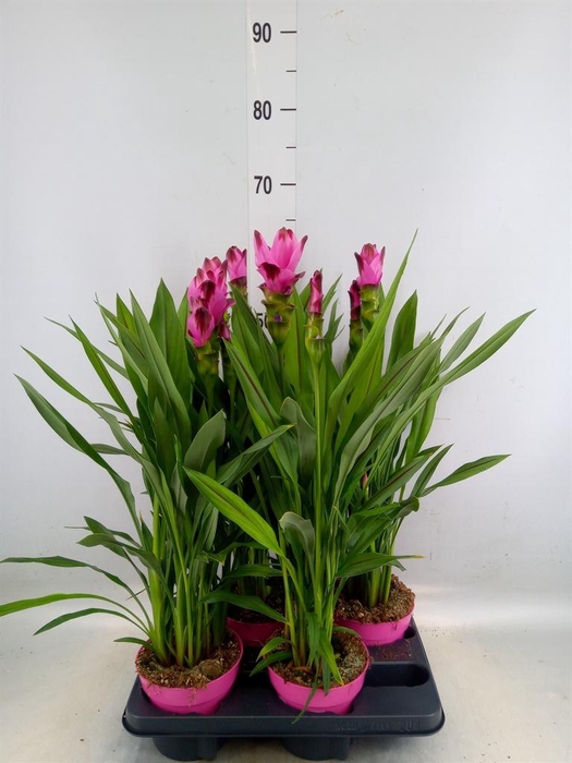 <h4>Curcuma alism. 'Siam Splash'</h4>