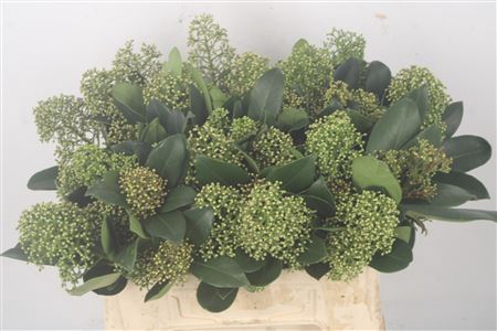 <h4>Skimmia Kew Smith Spider</h4>