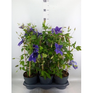 Clematis  'Garland'   ...