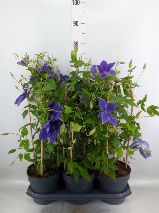 <h4>Clematis  'Garland'   ...</h4>