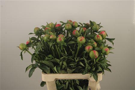 <h4>Paeo L Coral Sunset</h4>