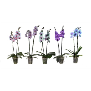 Phal I am special mix 2T14+