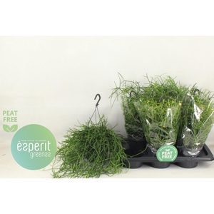 RHIPSALIS HETEROCLAD