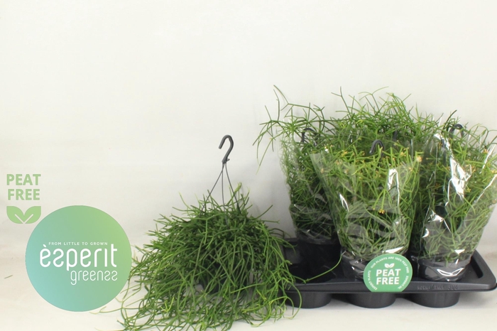 <h4>RHIPSALIS HETEROCLAD</h4>