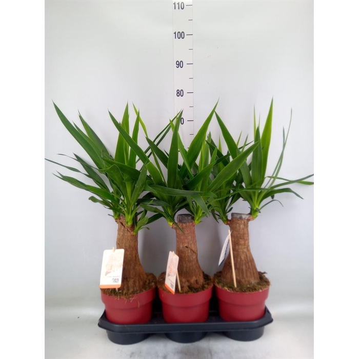 <h4>Yucca elephantipes   ...</h4>