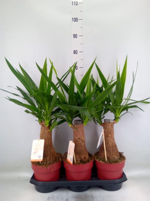 Yucca elephantipes   ...