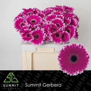 Gerbera Nuance