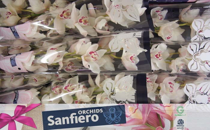 <h4>CYMB T SAN BLANC</h4>