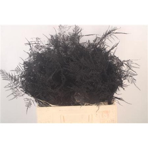 Asp Middel Getopt Black