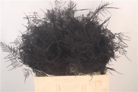 <h4>Asp Middel Getopt Black</h4>