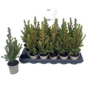 Picea Ab Conica