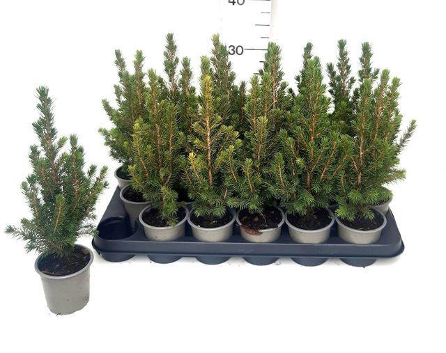 <h4>Picea Ab Conica</h4>