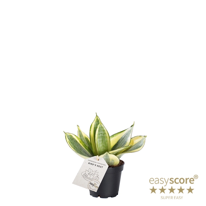 <h4>SANSEVIERIA TRIFASCIATA P6 GOLDEN</h4>