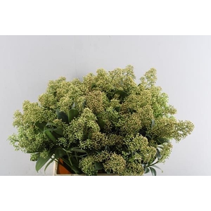 Skimmia Snow White Bs L45