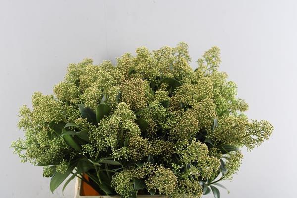 <h4>Skimmia Snow White Bs L45</h4>