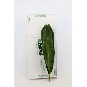 Cordyline Green Tie