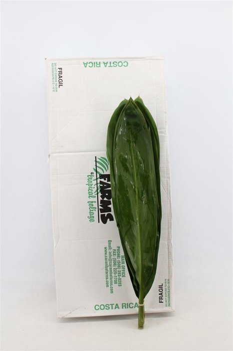 <h4>Cordyline Green Tie</h4>