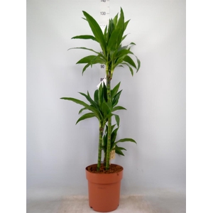 Dracaena frag. 'Janet Craig'