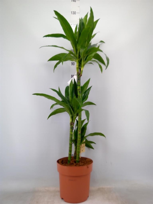 <h4>Dracaena frag. 'Janet Craig'</h4>