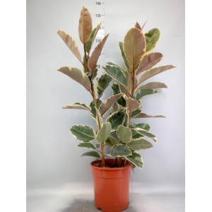 Ficus elastica 'Tineke'