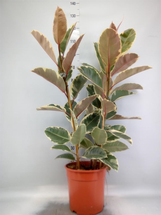 <h4>Ficus elastica 'Tineke'</h4>
