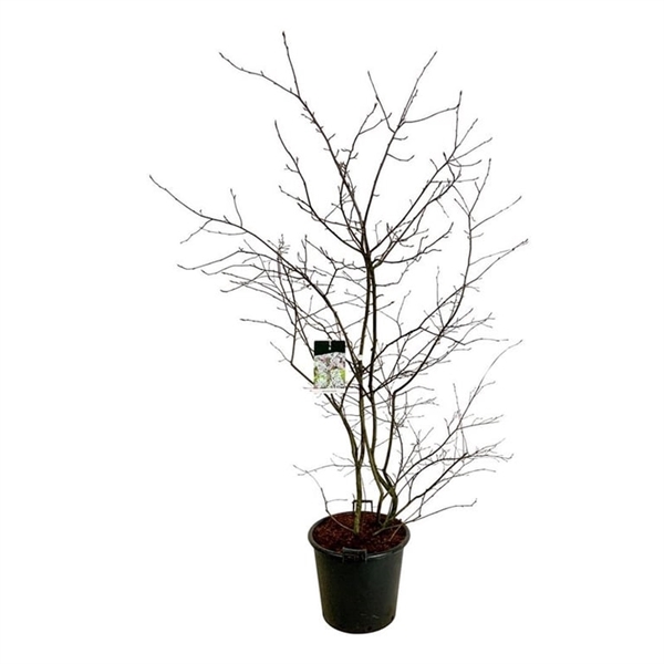 <h4>Amelanchier lamarckii</h4>