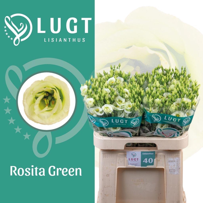 <h4>Lisianthus do rosita green</h4>