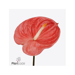 Anthurium farao