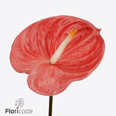 <h4>Anthurium farao</h4>