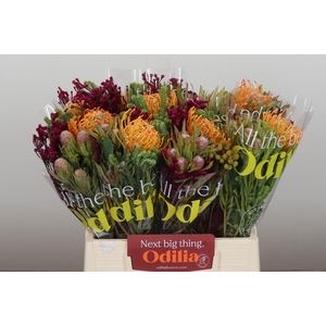 BQ Nutans Soleil SFB