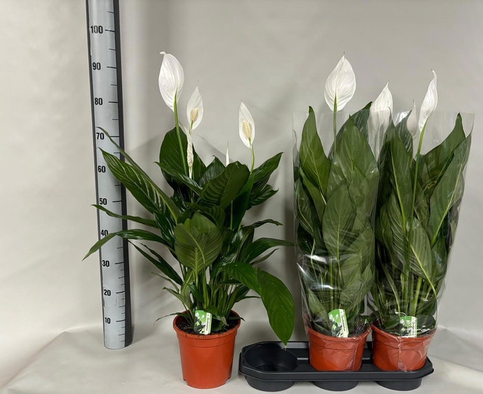 <h4>SPATH BINGO CUPIDO</h4>