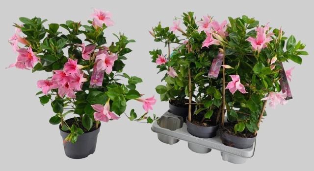 <h4>MANDE SUN CR PINK</h4>