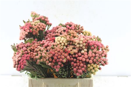 <h4>Kaaps Brunia La Red</h4>