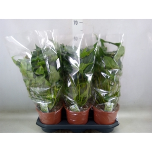 Philodendron  'Xanadu'