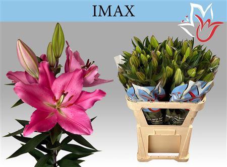<h4>Li Or Imax 5+</h4>