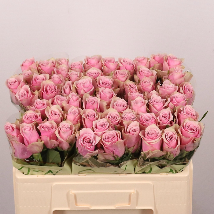 <h4>R GR ATHENA ROYALE</h4>