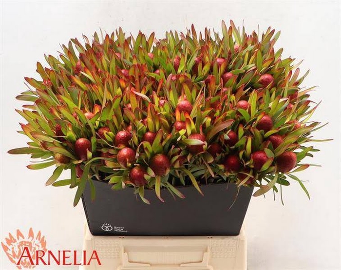 <h4>Leucadendron Cherry Pearl Spay Arnelia</h4>