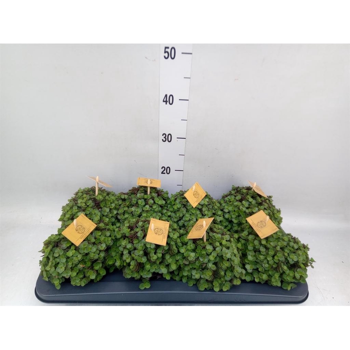 <h4>Callisia repens 'Turtle'</h4>