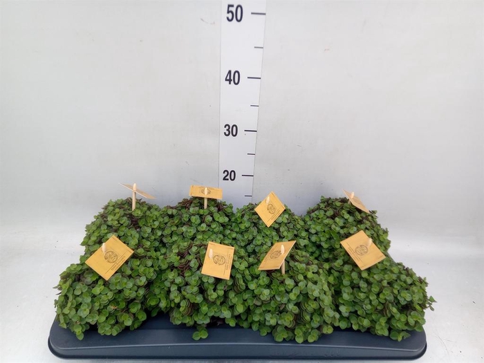 Callisia repens 'Turtle'