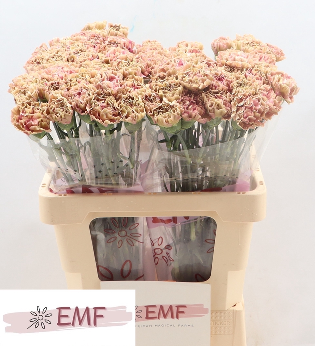 <h4>DI ST BABYLON</h4>