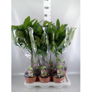 Pachira aquatica